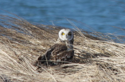 Short-eared Owl - Duxbury Beach, MA   03-09-2010