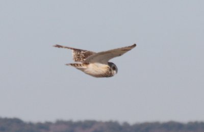 Short-eared Owl - Duxbury Beach, MA   03-09-2010