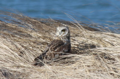 Short-eared Owl - Duxbury Beach, MA   03-09-2010