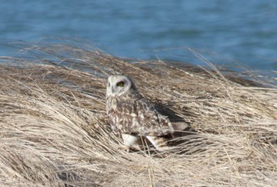 Short-eared Owl - Duxbury Beach, MA   03-09-2010