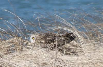 Short-eared Owl - Duxbury Beach, MA   03-09-2010