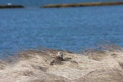 Short-eared Owl - Duxbury Beach, MA 03-09-2010