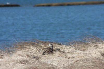 Short-eared Owl - Duxbury Beach, MA   03-09-2010