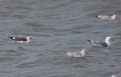  Lesser Black-backed Gull w/Herring and Ring-billed DBCH.jpg