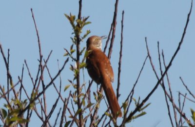 Brown Thrasher - mimicking lots of songs.jpg
