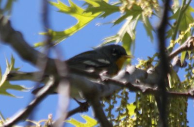 Northern Parula Warbler - in High Pines   DBCH.jpg