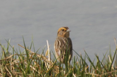Nelson's Sparrow - Duxbury Beach 5-26-2010