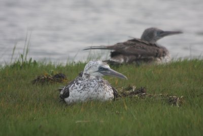 100605 Gannets on marsh - Duxbury Beach MA