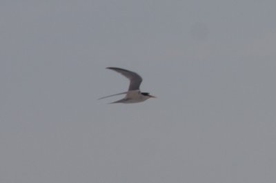 100609 Duxbury Beach -  Least Tern