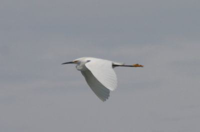 Snowy Egret - 06-09-2010 Duxbury Beach