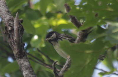 Blackpoll Warbler - 06-09-2010 Duxbury Beach