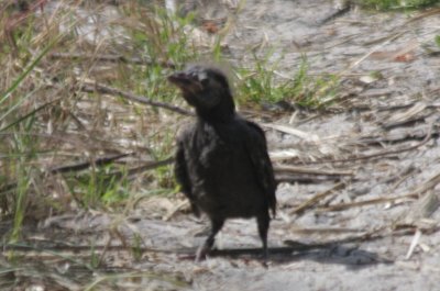 Common Grackle fledgling - 06-09-2010 Duxbury Beach