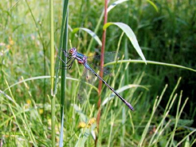 Emerald Spreadwing (Lestes dryas)