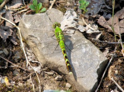 Eastern Pondhawk (Erythemis simplicicollis), female