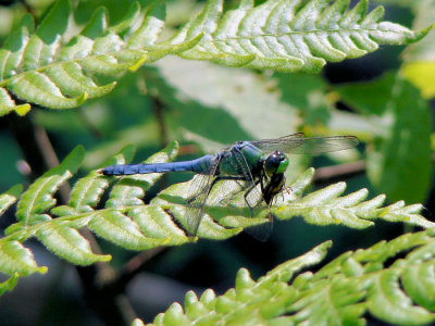 Eastern Pondhawk (Erythemis simplicicollis), male