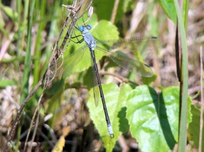 Amber-winged Spreadwing (Lestes eurinus)