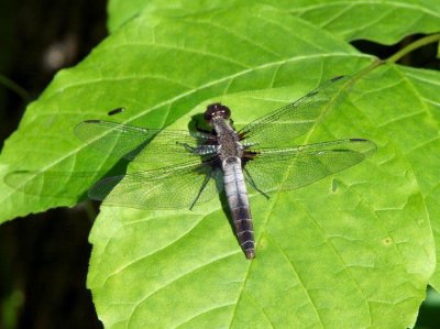 Chalk-fronted Corporal, male (Ladona julia)