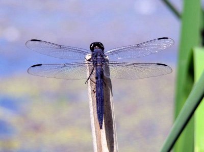 Slaty Skimmer (Libellula incesta)