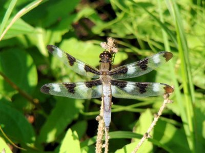 Twelve-spotted Skimmer (Libellula pulchella)