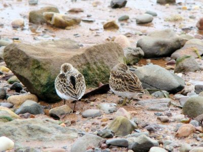 Semipalmated (l) and Least (r) Sandpipers