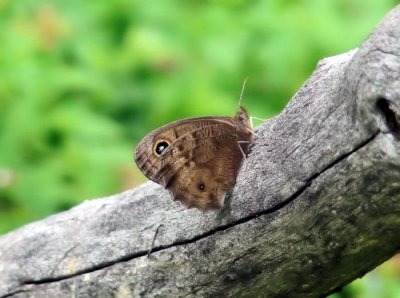Common Wood-nymph (Cercyonis pegala)