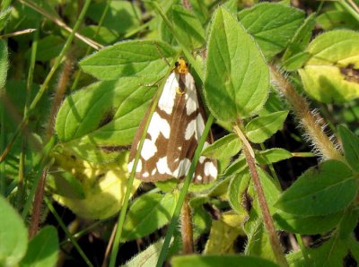 Confused Haploa (Haploa confusa) Hodges #8112