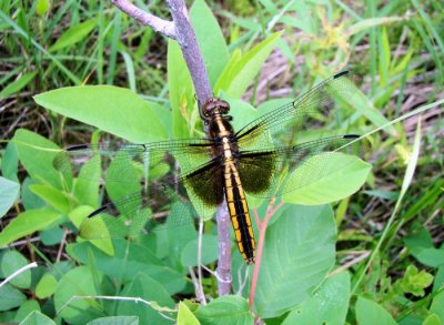 Widow Skimmer (Libellula luctuosa)