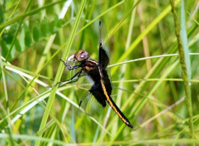 Widow Skimmer (Libellula luctuosa)