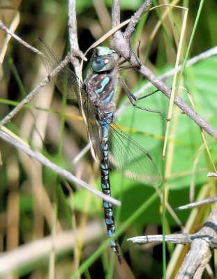 Canada Darner (Aeshna canadensis)