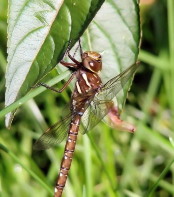 Shadow Darner (Aeshna umbrosa)