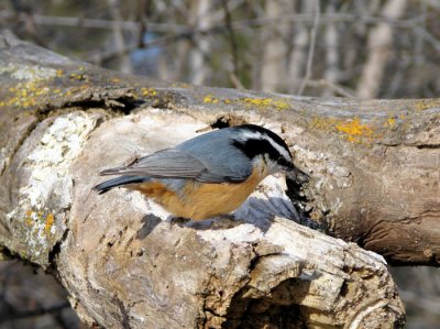 Red-breasted Nuthatch