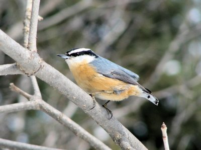 Red-breasted Nuthatch