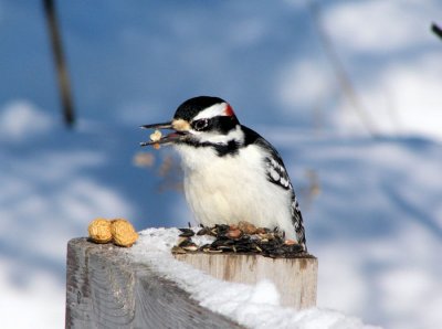 Hairy Woodpecker, male