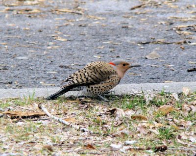 Northern Flicker, female