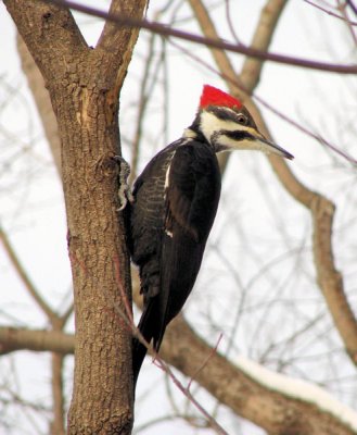 Pileated Woodpecker, female