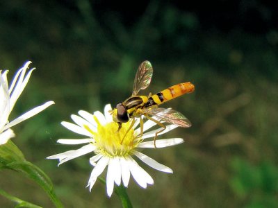 Hover Fly (Syrphid sp.)