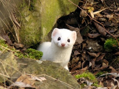 Short-tailed Weasel