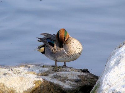 Green-winged Teal preening