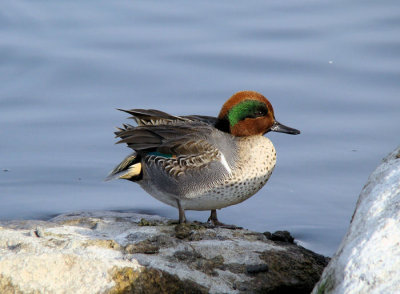 Green-winged Teal