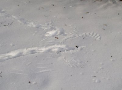 Wing prints in the snow