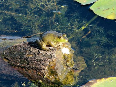 Bullfrog (Lithobates catesbeiana)