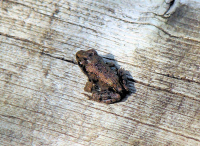 Juvenile Wood Frog (Rana sylvatica)