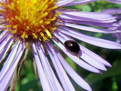 Shining Flower Beetle (Phalacrid sp.)