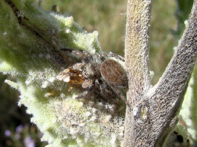 Jumping Spider (Phidippus sp.)