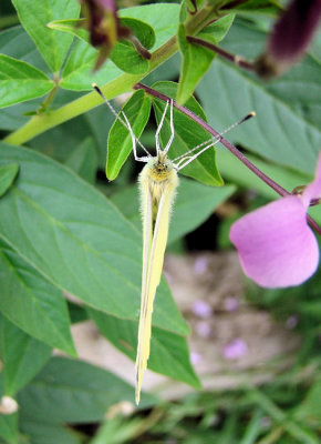 Cabbage White (Pieris rapae) on Cleome