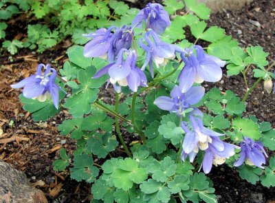 Japanese Columbine