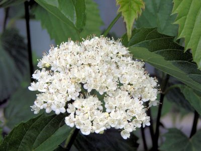 Arrowwood Viburnum blossom