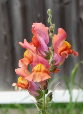 Snapdragon