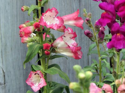 Beard Tongue (Penstemon )
