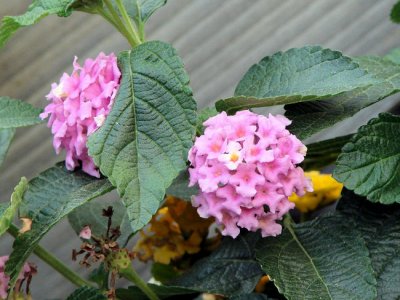 Lantana
